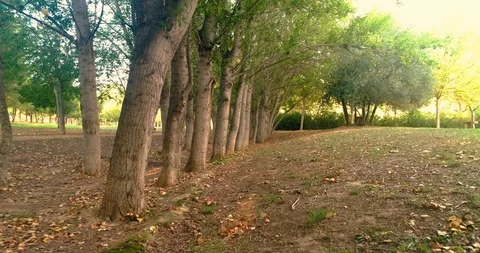 Trail with grove in autumn seen by drone Stock Footage 124386053