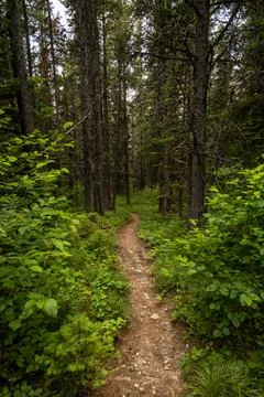 Trail Heading Down Hill Through Dense Forest In Glacier Stockfoto's