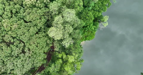 Trail hiding in forest at the lakeside Video stock 194489790
