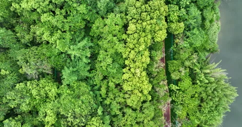 Trail hiding in forest at the lakeside Stock-Footage 242456509