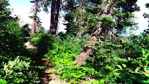 Trail Hiking Stock Footage 158869488