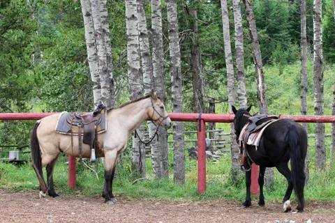 Trail horses Foto stock