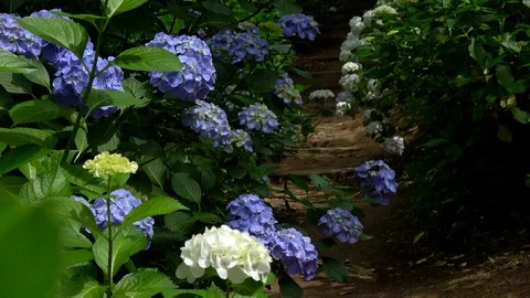 Trail with the hydrangea flowers, 4K Stock Footage 99759263