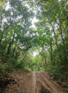 Trail immersed in the forest Stock Photos