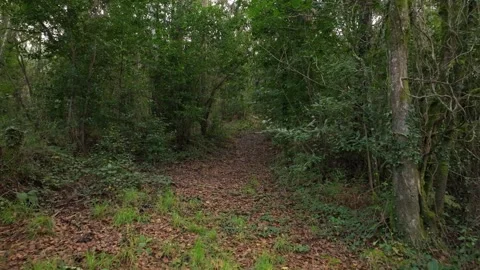 Trail Inside The Jungle. Pullback Shot Video stock 289561653