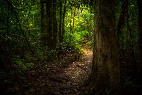 Trail in the jungle. Stock Photos