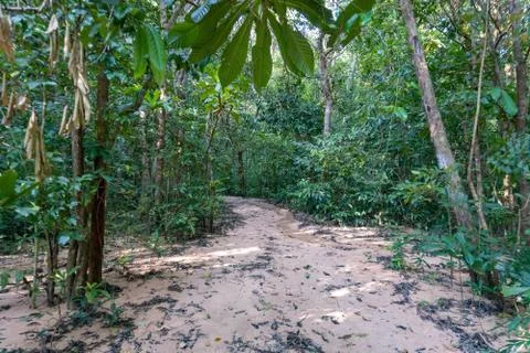 Trail in the jungle Stock Photos