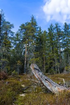 A trail leading trough pine trees and muskeg Stock Photos