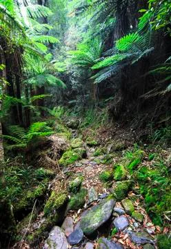 A trail leads through dense temperate rainforest in New Zealand Stock-Fotos
