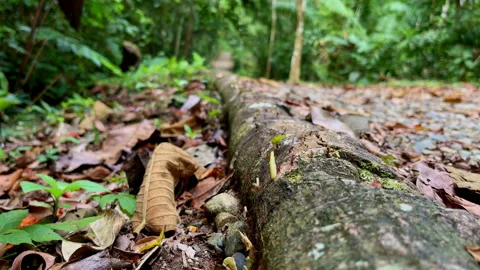 Trail of leaf cutter ants carrying leaves to their nest. Stock Footage 173407789