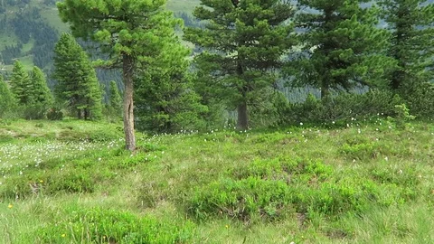 Trail learning through High Tauern national park at Wild Gerlos valley in Tir Video stock 117351757