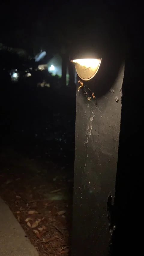 Trail light shining on the path of a nature trail at night Stock Footage 196818297