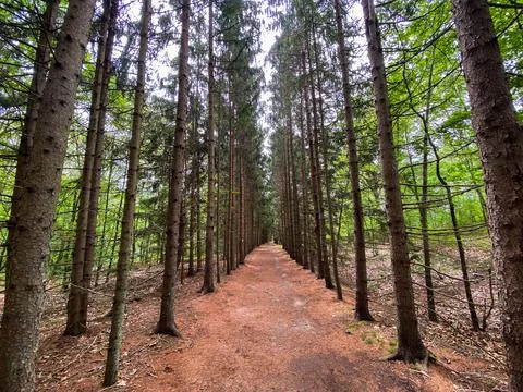 Trail lined by paralell trees Stock Photos