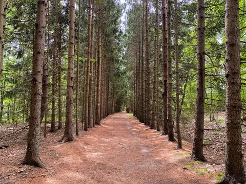 Trail lined by paralell trees 库存照片