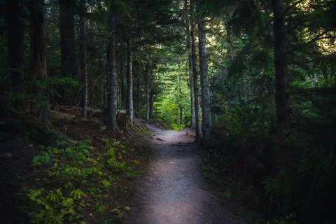 Trail in a lush forest. Stock Photos