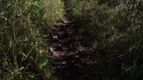 A trail with many tree roots along its entire length. On each side, several Vídeo Stock 331315808