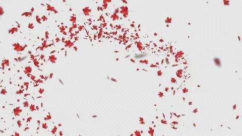 Trail Maple Red on Alpha Stock Footage 280177946