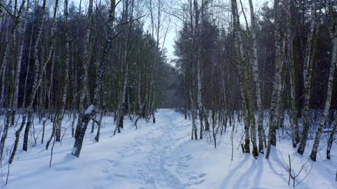 Trail marked by footprints winds between snow-covered woodland trees Stock Footage 154142941