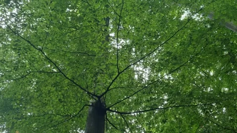 Trail Marker on a Beech Trunk in the Jasmund Forest Stock Footage 346411568