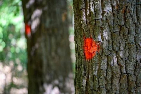 Trail marker with second marked tree in background Stock Photos