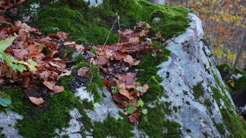Trail Marker on a Tree in a Lush Autumn Forest. Stock Footage 255249780
