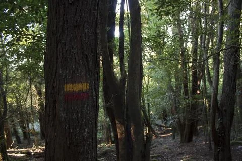 Trail marking sign on tree trunk on the forest Stock Photos