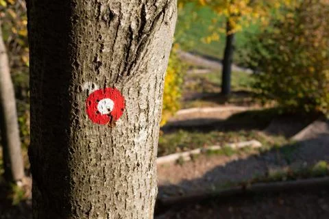 Trail marking on tree trunk with path visible in background Stock Photos