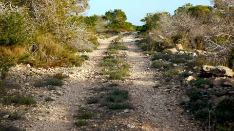 Trail in a mediterranean forest Video stock 170419847
