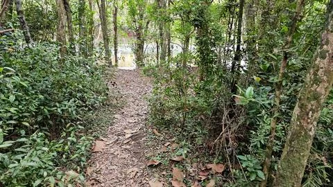 Trail in the middle of the forest, between the trees Foto stock
