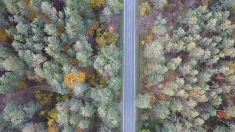 Trail in the middle of the forest Video stock 163846980