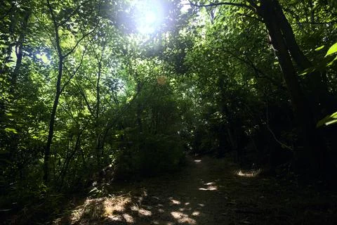 Trail in the middle of a forest with sunlight passing through the tree cano.. Stock Photos