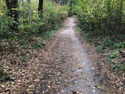 Trail in the mixed forest in autumn. Autumn forest landscape, road through th Stock Photos