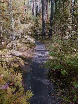 Trail in the mixed forest in autumn. Stock Photos