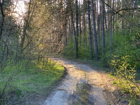 Trail in a mixed forest in spring. Spring forest landscape, road through the  Stock Photos