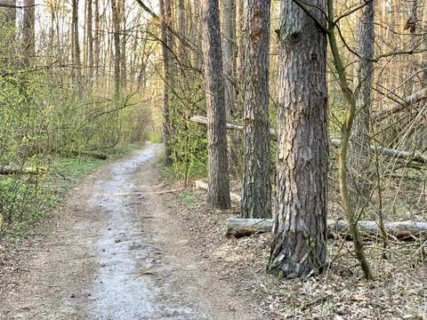 Trail in a mixed forest in spring. Spring forest landscape, road through the  Stock Photos