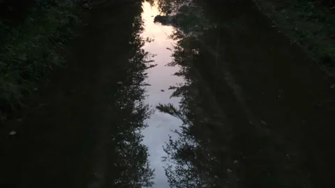 Trail in the morning forest with a sky reflection in water Video stock 208666187