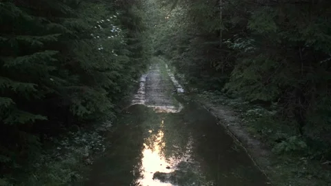 Trail in the morning forest with a sky reflection in water Vídeos de archivo 208666760