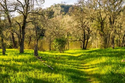 Trail in Moss Covered Forest Stock Photos