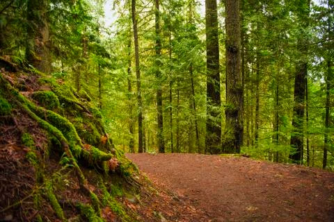 Trail with mossy tree trunks in old growth rain forest in Vancouver Island, B Stock Photos