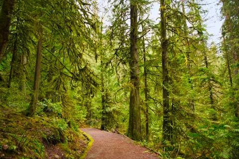 Trail with mossy tree trunks in old growth rain forest in Vancouver Island, B Stock Photos
