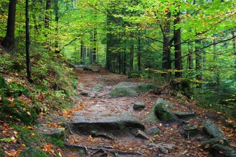 Trail in the Mountain Forest Stock-Fotos