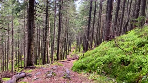 Trail in Mountains 1 Stock Footage 146921825