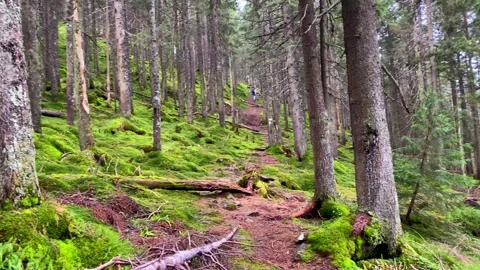Trail in Mountains 2 Stock Footage 146923270