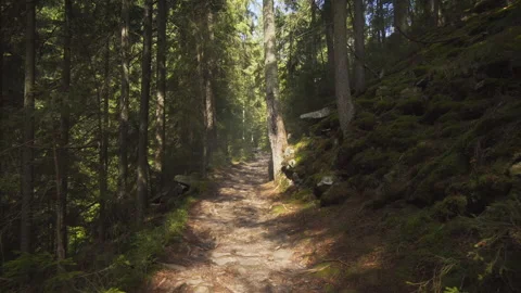 Trail movement through coniferous forest on mountainside Stock Footage 140784826