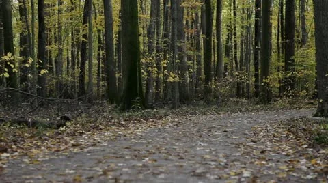 Trail In Nature Stock Footage 10939308