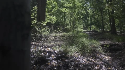 Trail nature Stock Footage 317407642