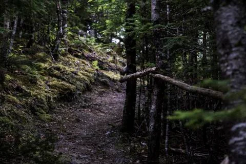A Trail in Newfoundland Stock Photos