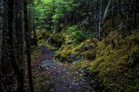 A Trail in Newfoundland Stock Photos