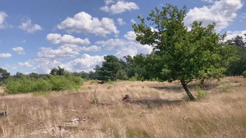Trail in a open field in the forest with some trees and bushes moved by the wind Stock Footage 219518910
