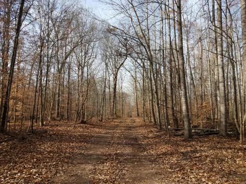 Trail or path in forest or woods with brown leaves Stock Photos